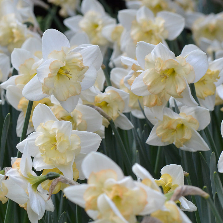 A Mix of Butterfly Daffodils