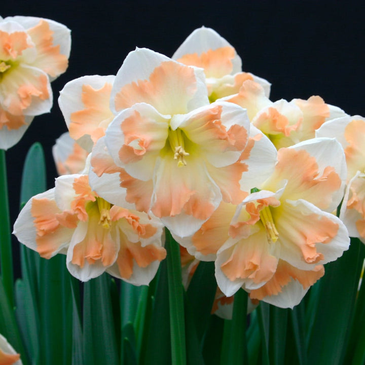 First Blush - Pink Narcissus Mix