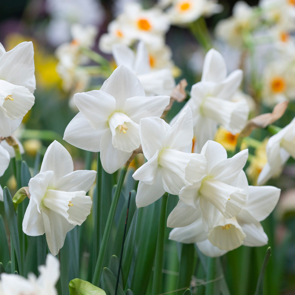 White Trumpet Solo Daffodil Mix