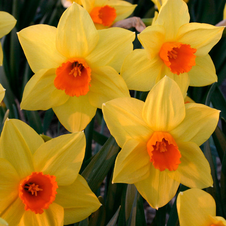 Large-Cupped Daffodil Naturalizing Mix