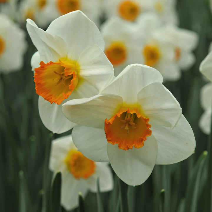 Large-Cupped Daffodil Naturalizing Mix