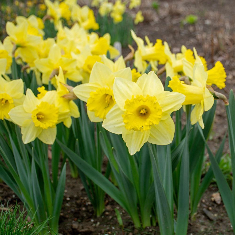 Spring Trumpet Daffodil Mix