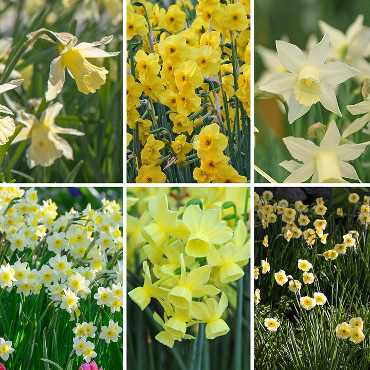Award-Winning Miniature Daffodils