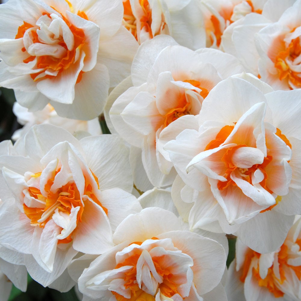 Double Daffodil Mix