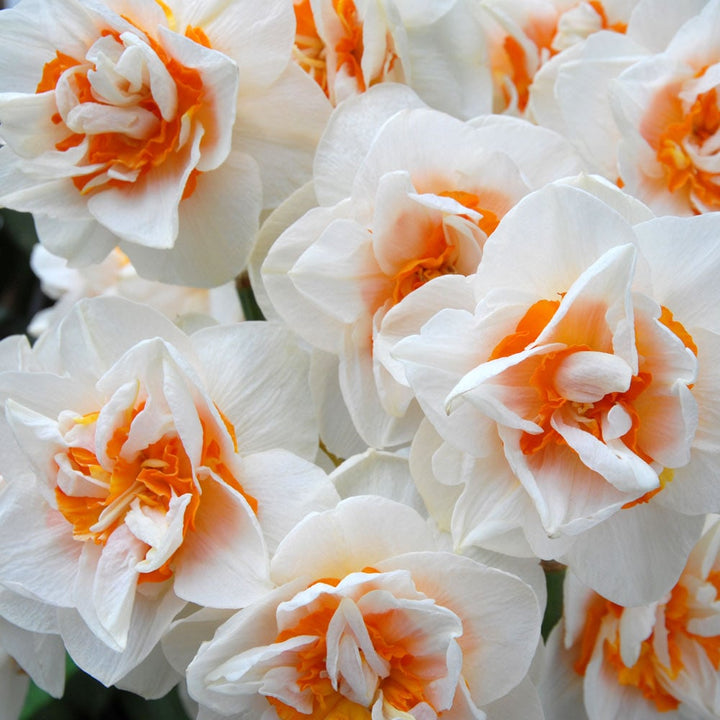 Double Daffodil Mix