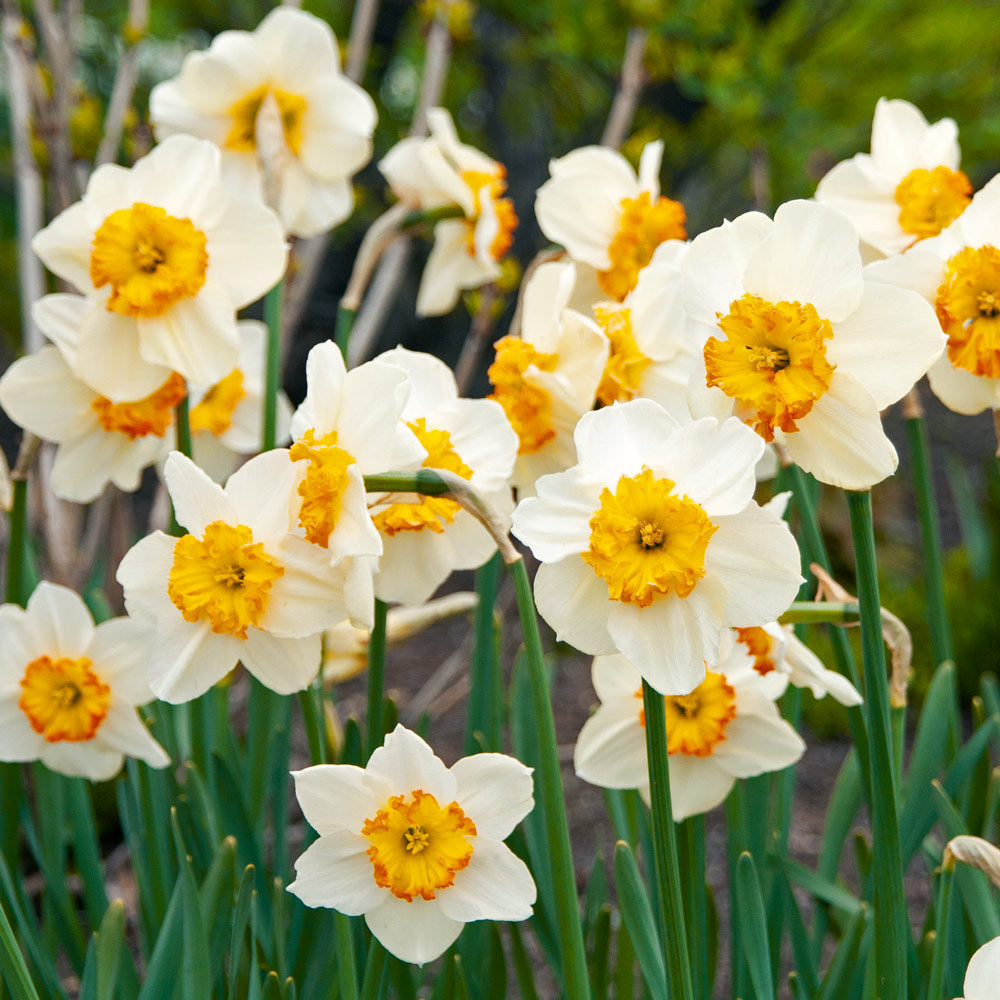 Small-Cupped Narcissus Mix