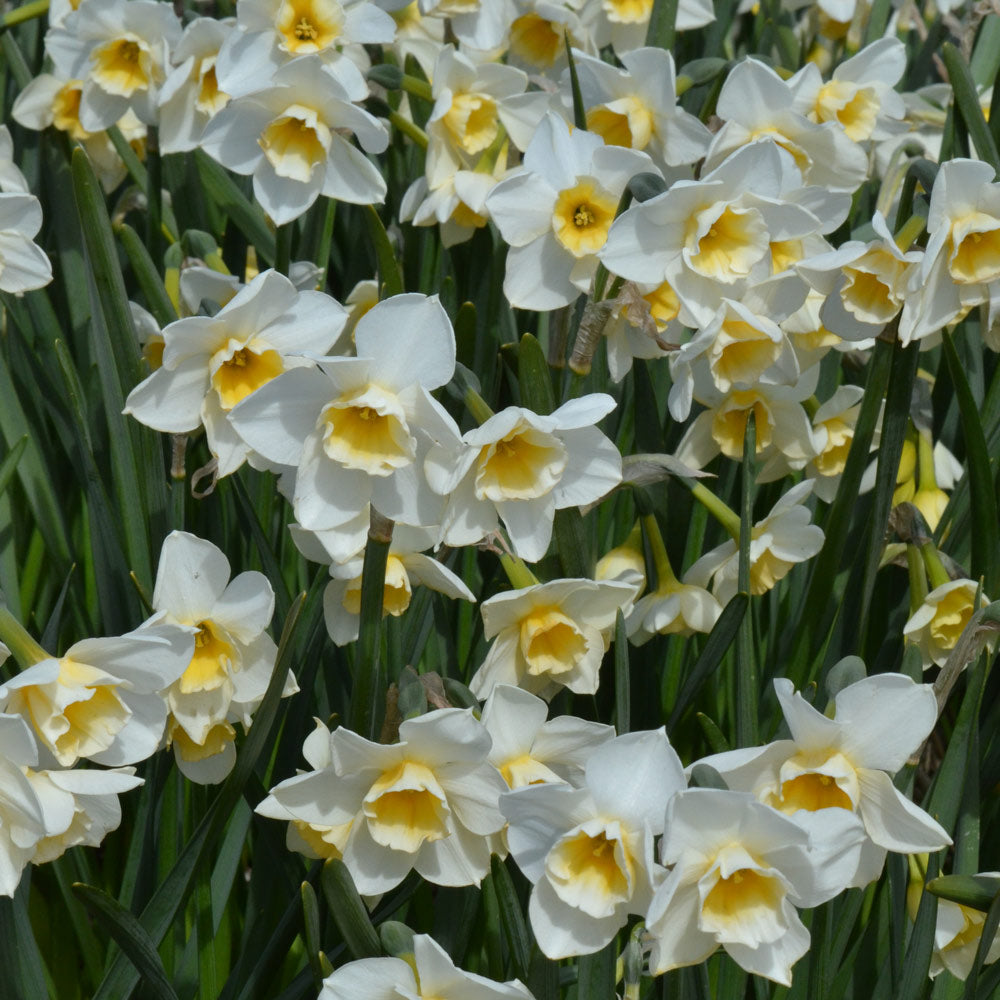 Scent of Spring Daffodil Mix