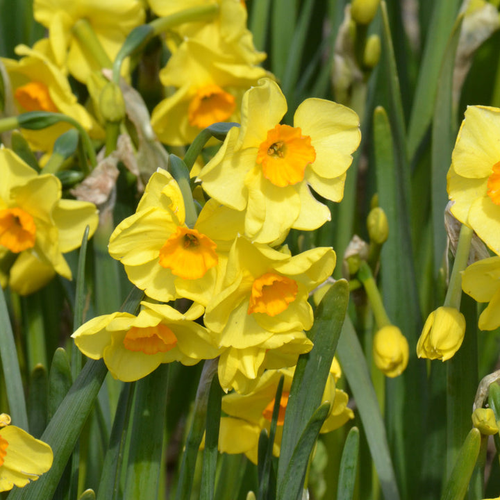 Scent of Spring Daffodil Mix