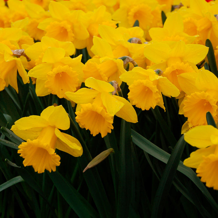 Bold Beauties Daffodil Mix