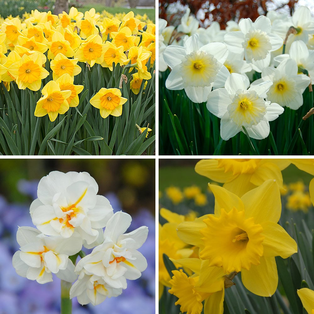Narcissus The Classics Mix