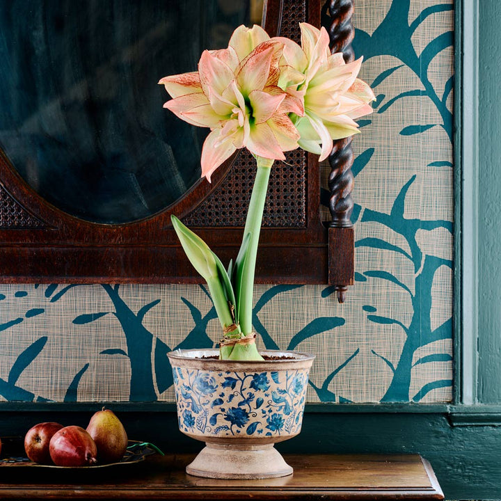 Amaryllis 'Aphrodite,' one bulb with Delft Blue Floral Pedestal cachepot Kit
