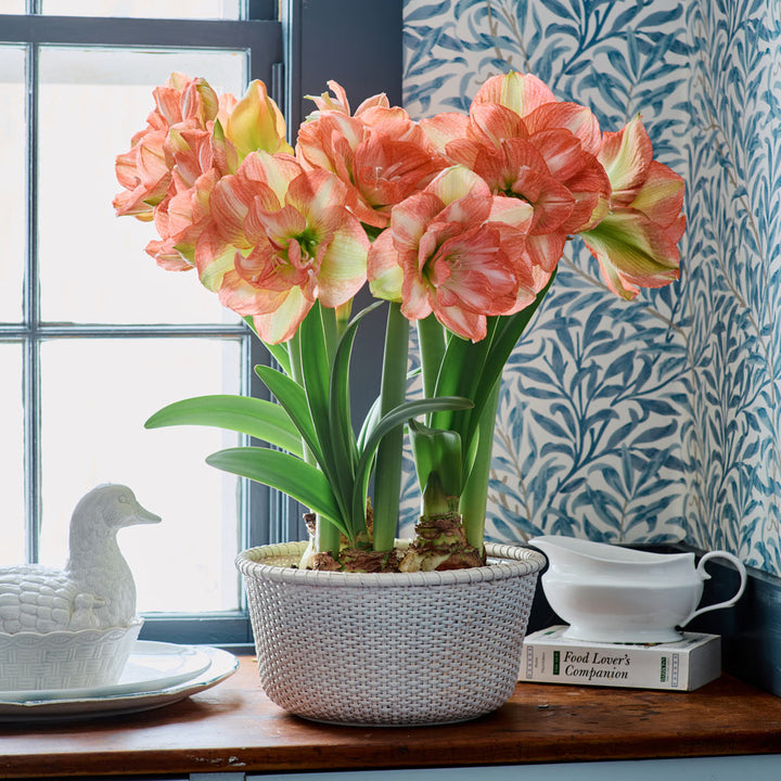 Amaryllis 'Beautiful Emotion'