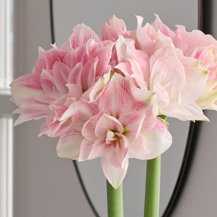 Amaryllis 'Candy Belle,' one bulb in nursery pot