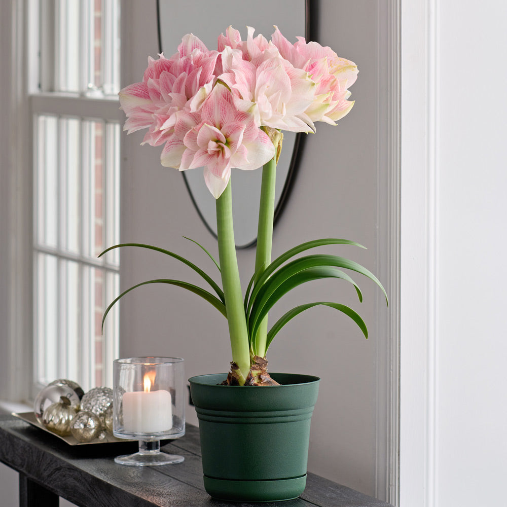 Amaryllis 'Candy Belle,' one bulb in nursery pot