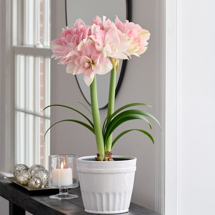 Amaryllis 'Candy Belle,' one bulb in white ceramic cachepot