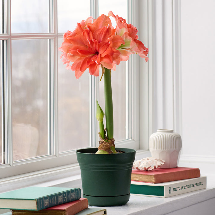 Amaryllis 'Coral Belle,' one bulb in nursery pot