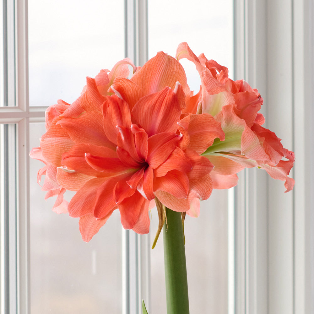Amaryllis 'Coral Belle,' one bulb in nursery pot