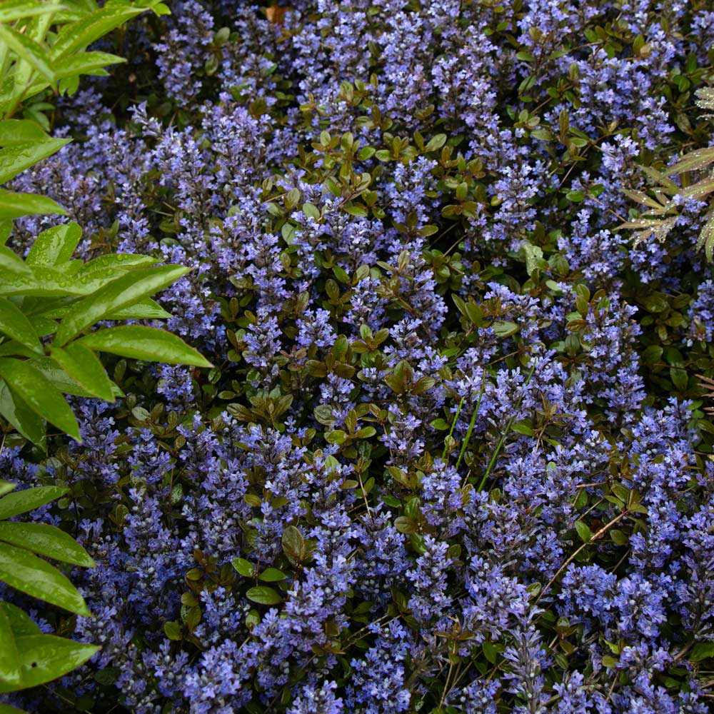 Ajuga reptans Chocolate Chip