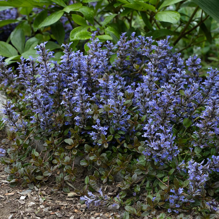Ajuga reptans Chocolate Chip