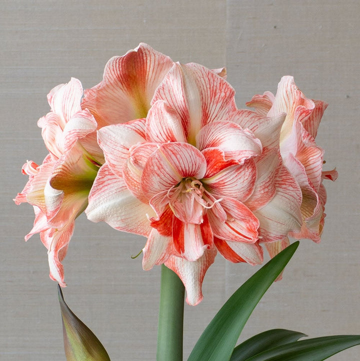 Amaryllis 'Lucky Nymph,' one bulb in nursery pot