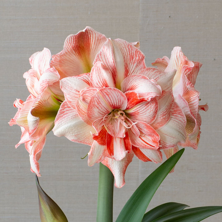 Amaryllis 'Lucky Nymph,' one bulb in natural jute basket