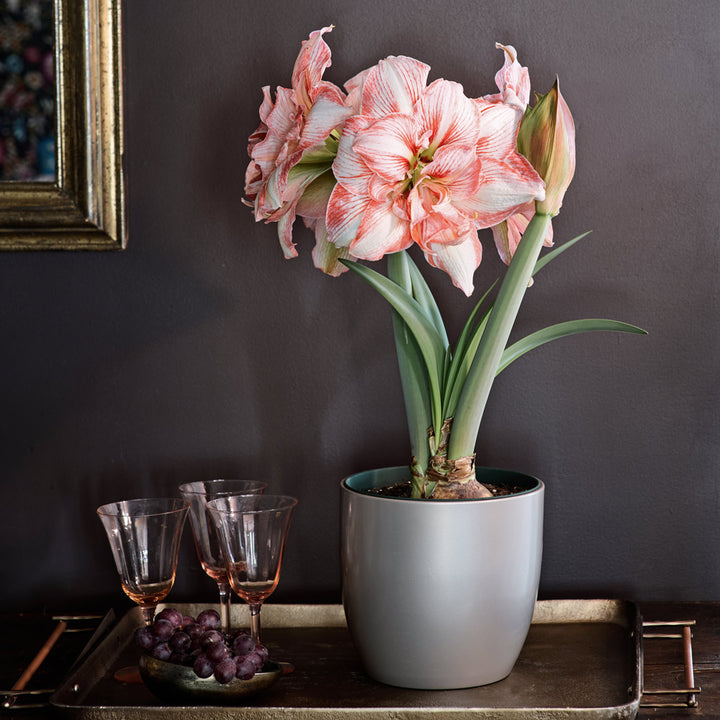 Amaryllis 'Lucky Nymph,' one bulb in metallic greige ceramic cachepot