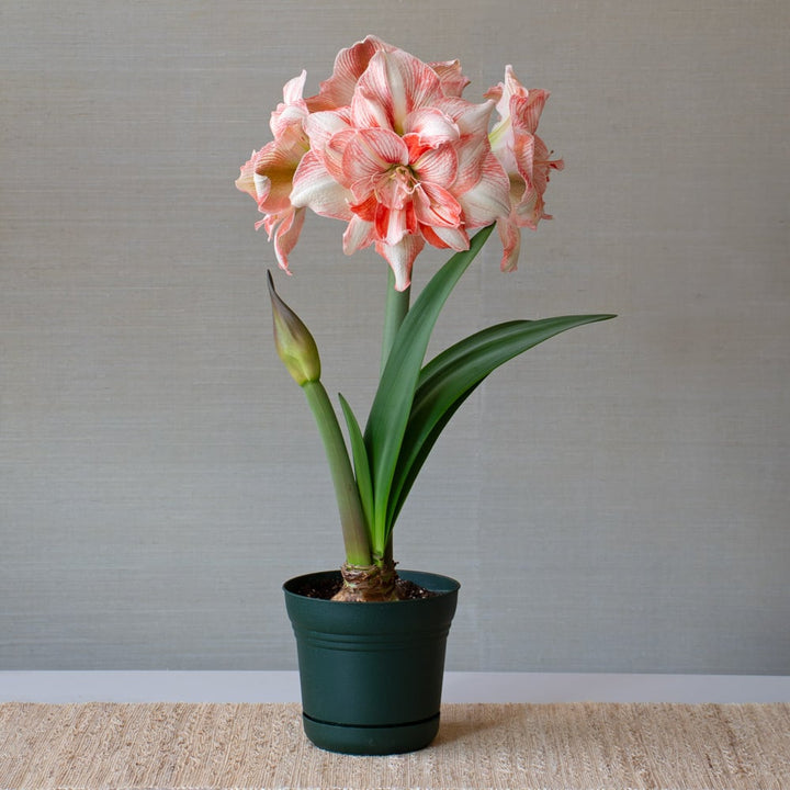Amaryllis 'Lucky Nymph,' one bulb in nursery pot