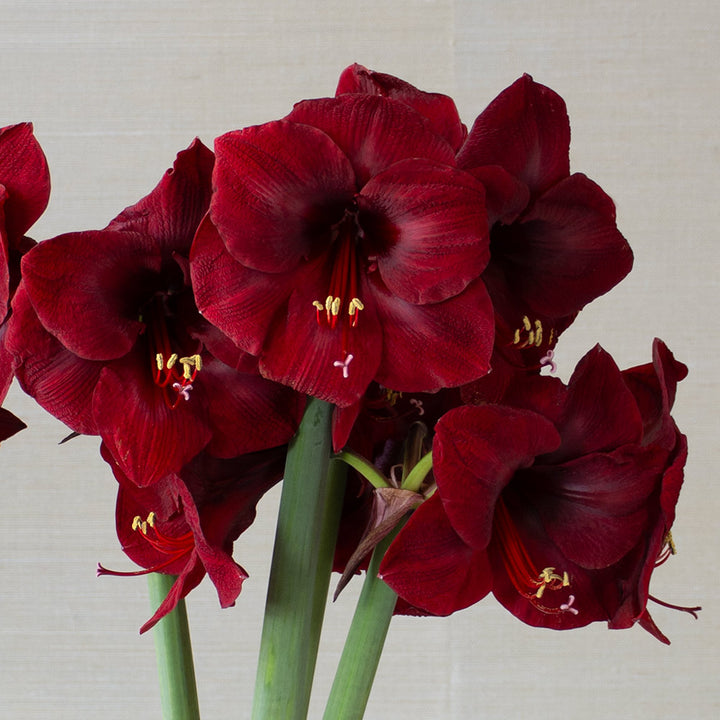 Amaryllis 'Mandela,' one bulb in nursery pot