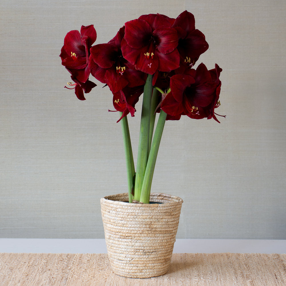 Amaryllis 'Mandela,' one bulb in natural jute basket