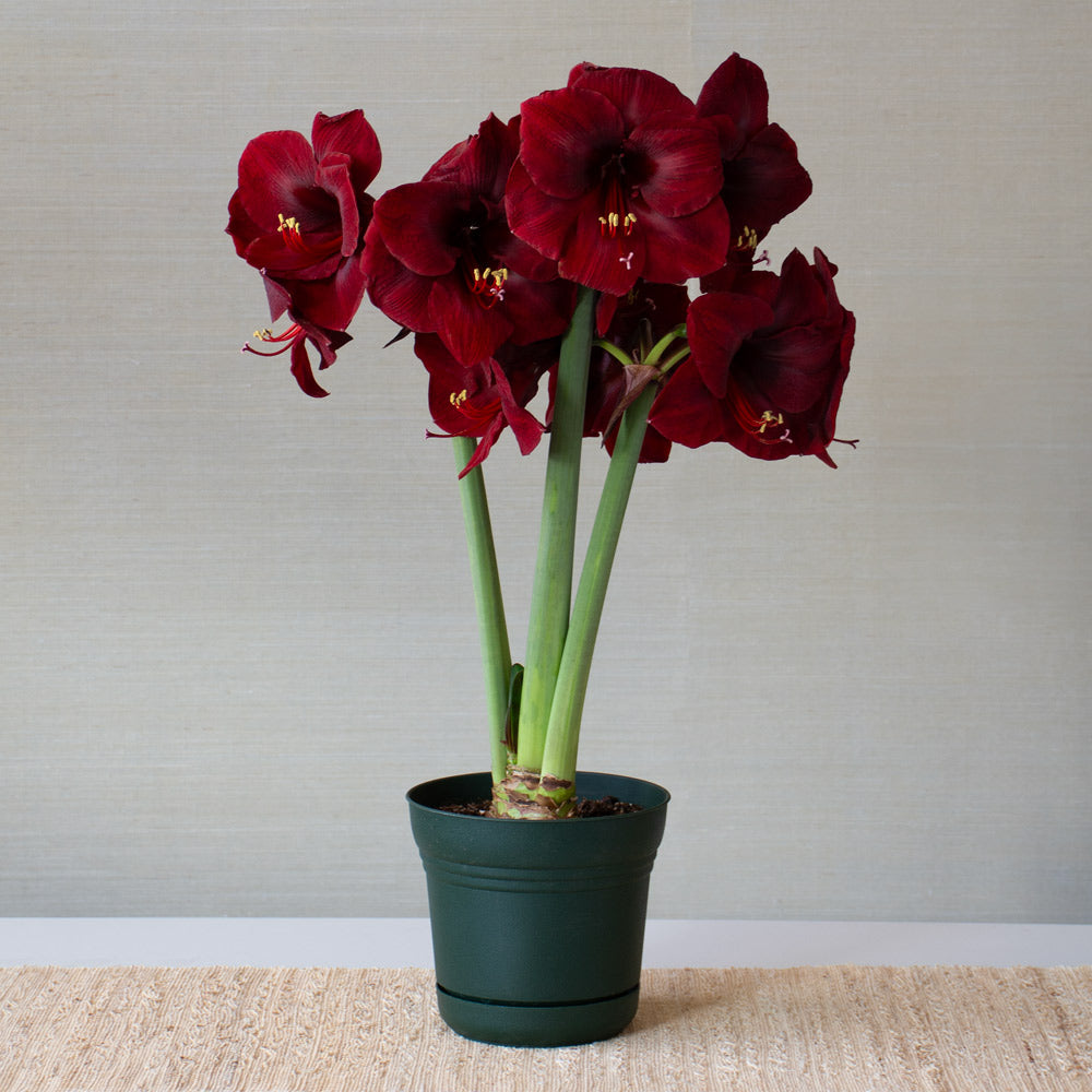 Amaryllis 'Mandela,' one bulb in nursery pot