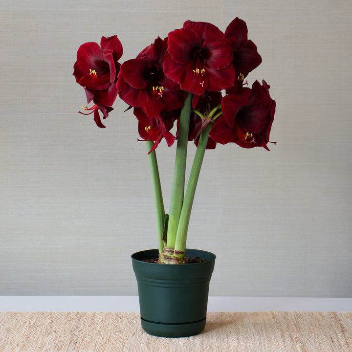 Amaryllis 'Mandela,' one bulb in nursery pot
