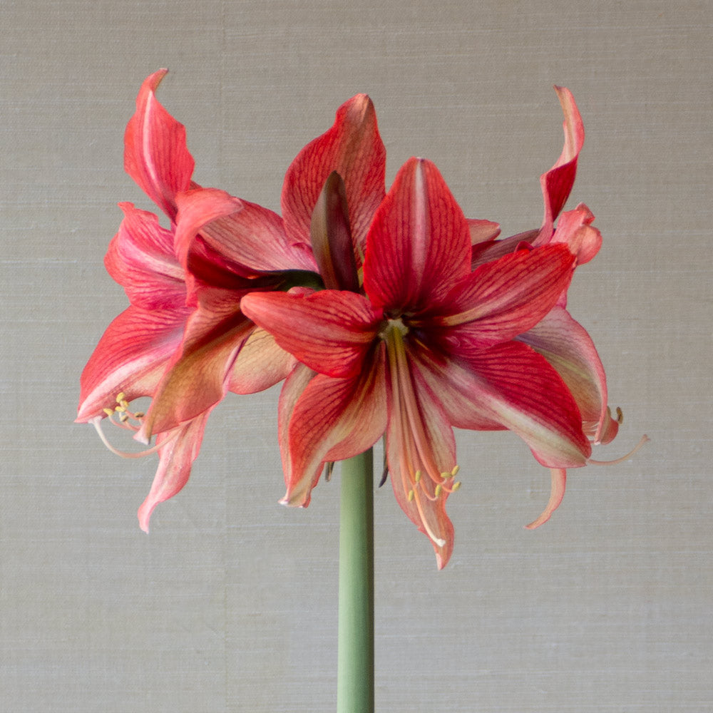 Amaryllis 'Pink Amazone,' one bulb in nursery pot