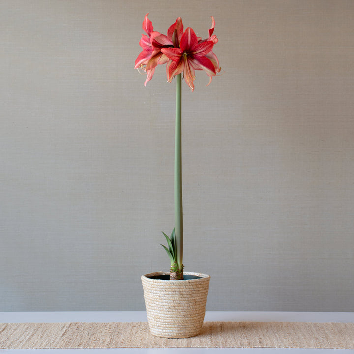 Amaryllis 'Pink Amazone,' one bulb in natural jute basket