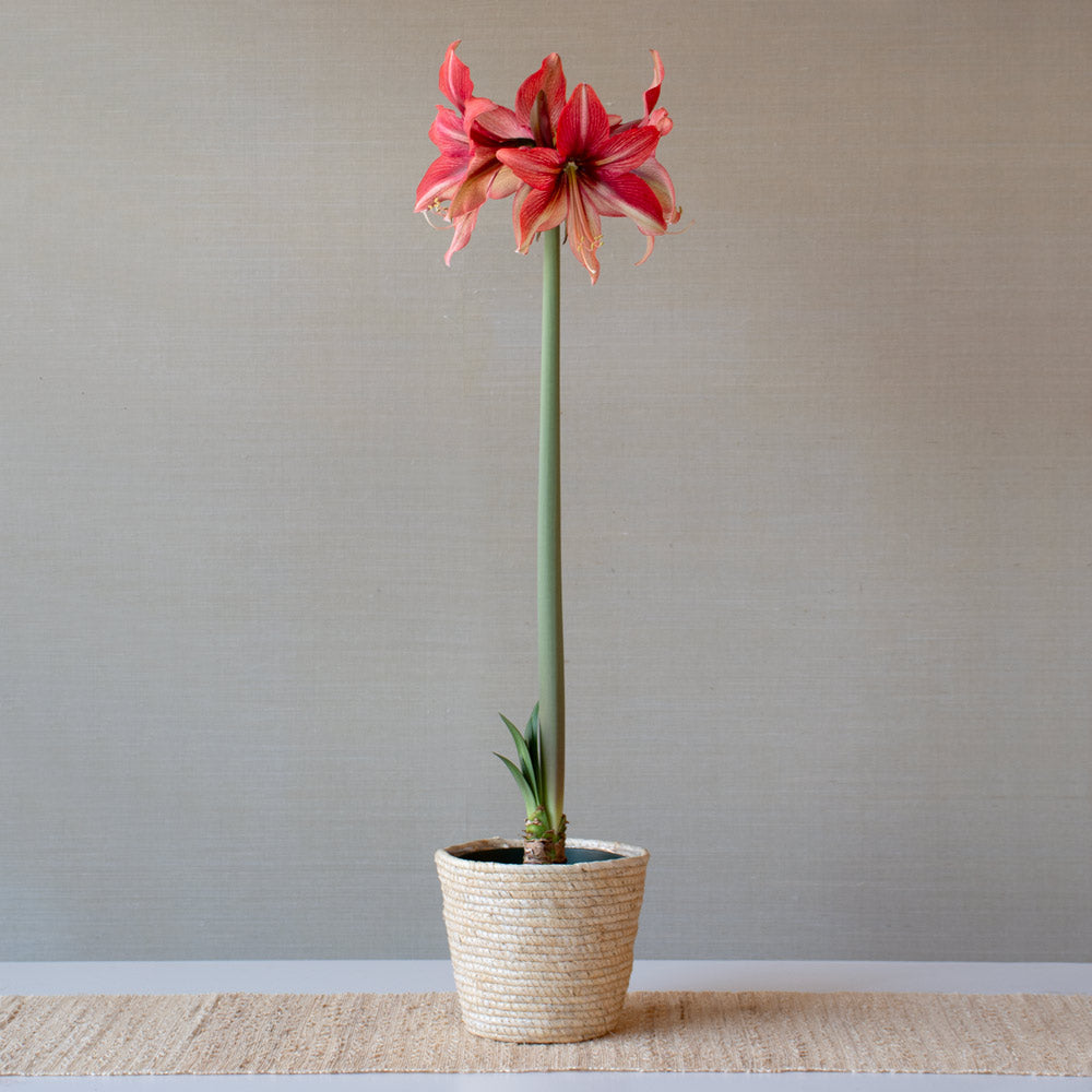 Amaryllis 'Pink Amazone'