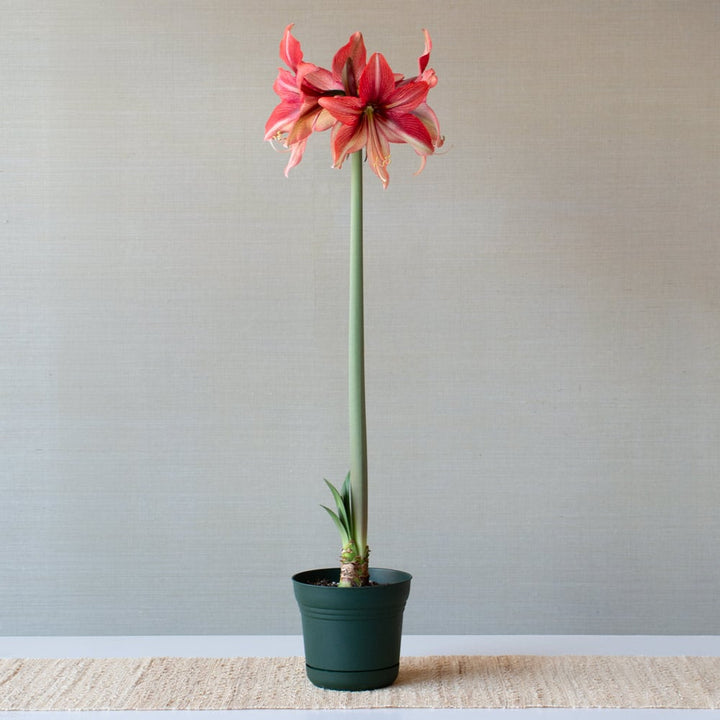 Amaryllis 'Pink Amazone,' one bulb in nursery pot