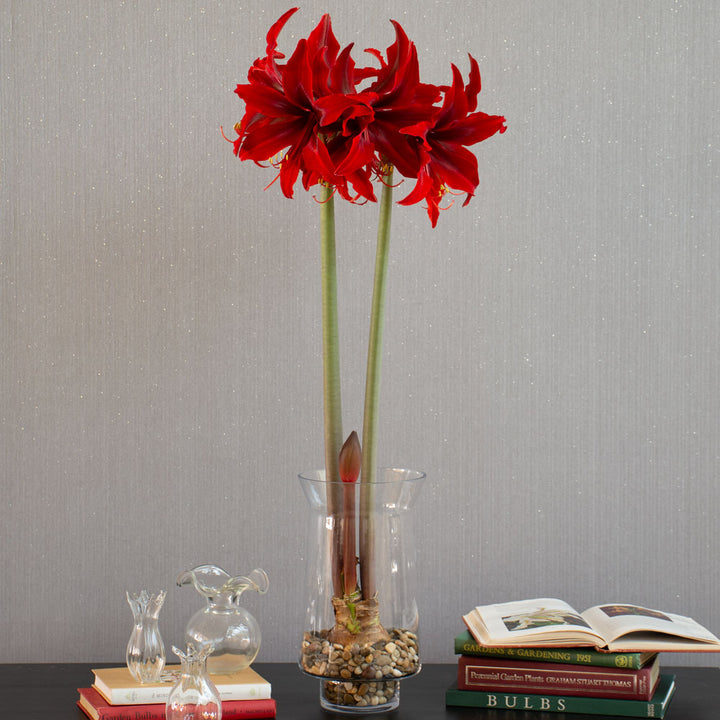 Amaryllis 'Red Amazone,' one bulb with tapered hurricane vase kit