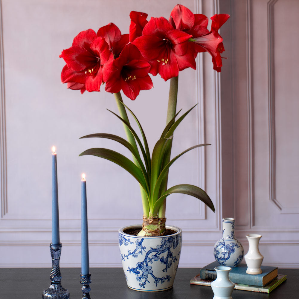 Amaryllis 'Red Paradise'