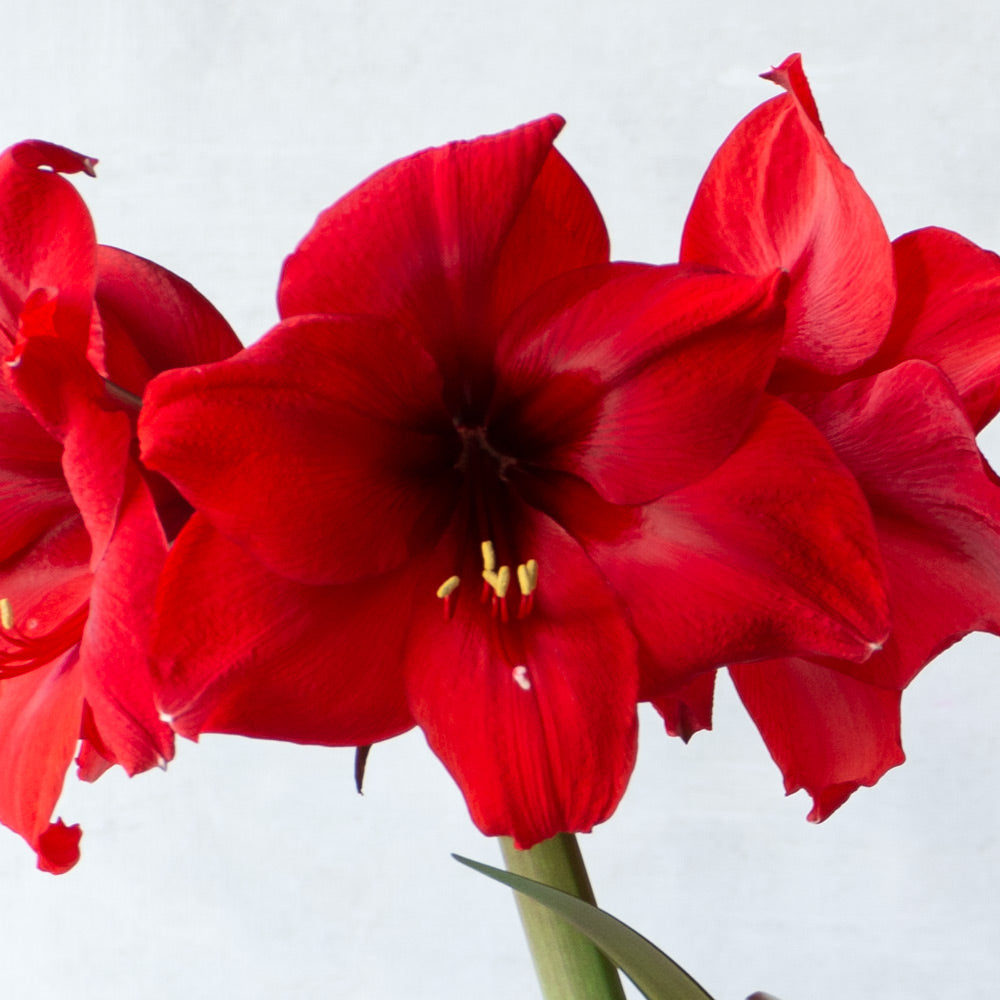 Amaryllis 'Red Paradise,' two nursery pots in natural jute basket