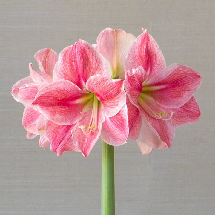 Amaryllis 'Sweet Cream,' one bulb in nursery pot