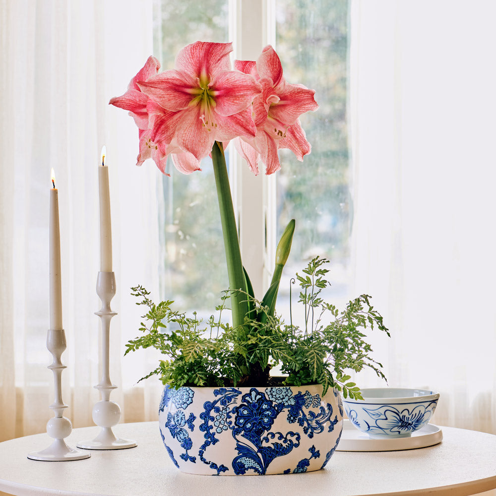 Amaryllis 'Sweet Cream' & Fern Dish Garden Kit