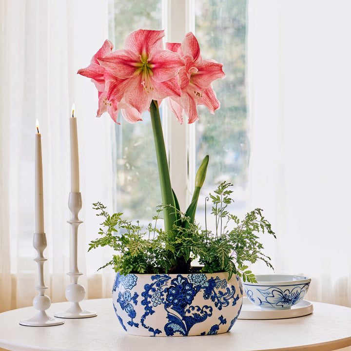 Amaryllis 'Sweet Cream' & Fern Dish Garden Kit