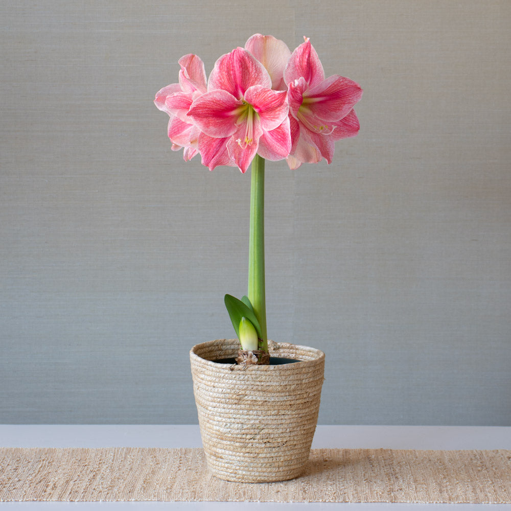 Amaryllis 'Sweet Cream,' one bulb in natural jute basket