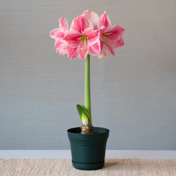 Amaryllis 'Sweet Cream,' one bulb in nursery pot