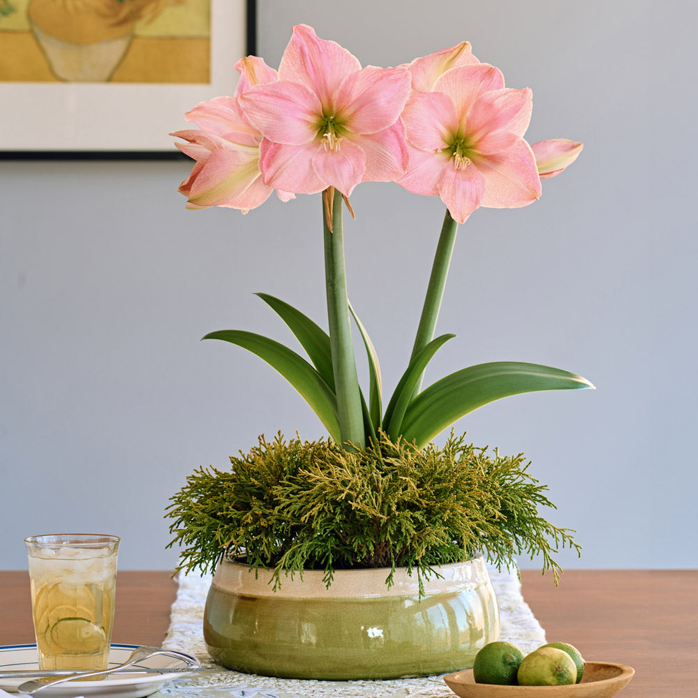Amaryllis 'Sweet Star'