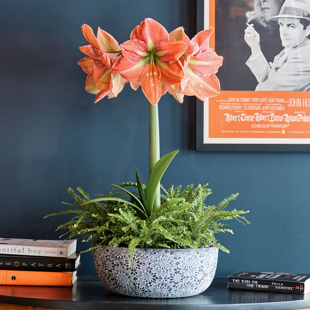 Amaryllis 'Terra Cotta Star'
