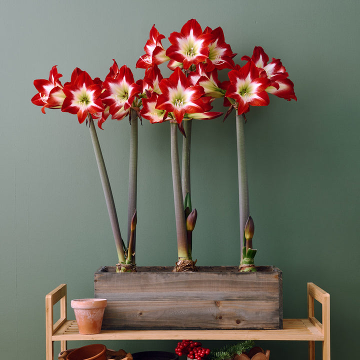 Amaryllis 'Très Chic,' 3 bulbs with wooden box planter kit