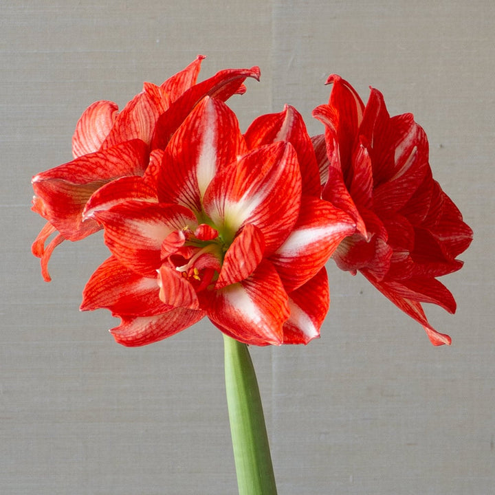 Amaryllis 'Tropical Nymph,' one bulb in nursery pot