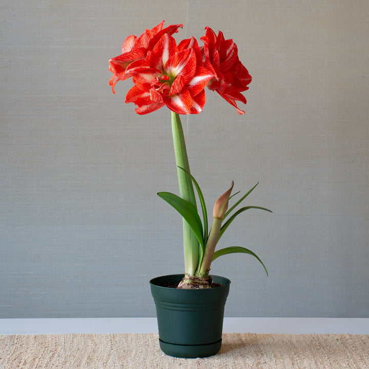 Amaryllis 'Tropical Nymph,' one bulb in nursery pot