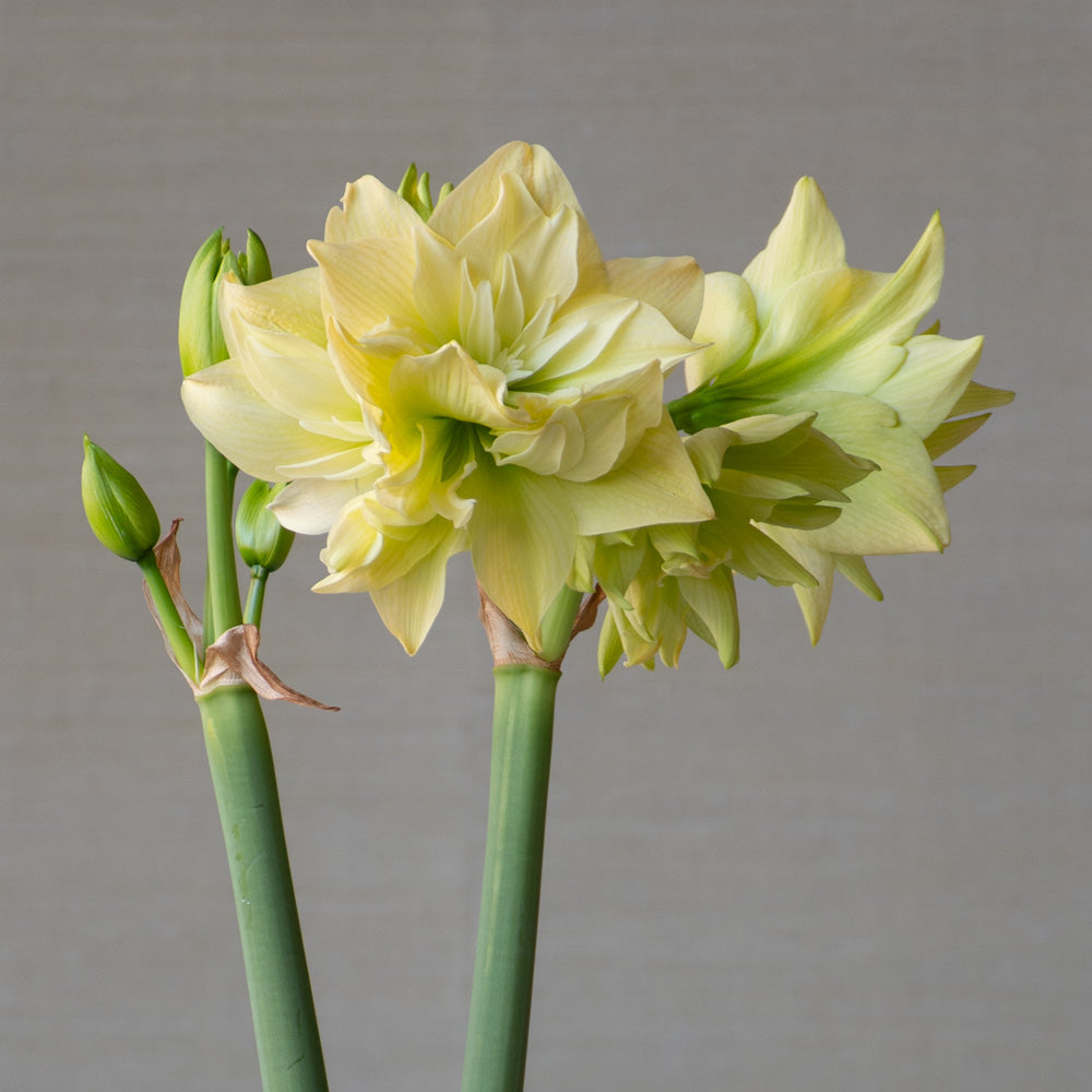 Amaryllis 'Yellow Crown,' one bulb in nursery pot