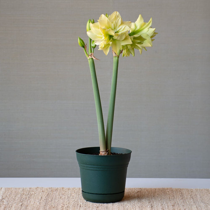 Amaryllis 'Yellow Crown,' one bulb in nursery pot